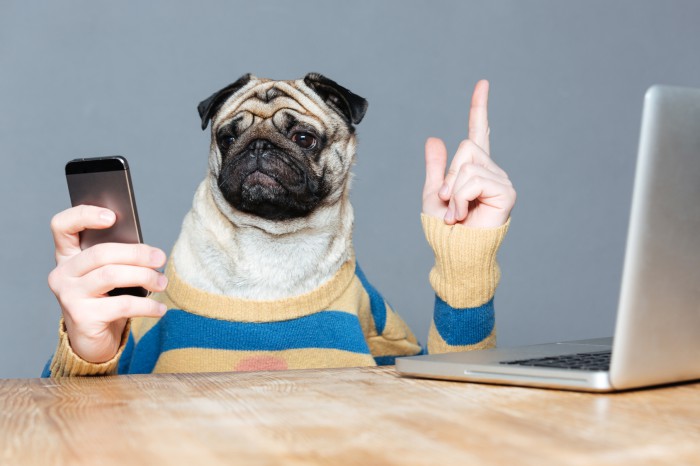 Cute pug dog with man hands in striped sweater using mobile phone and pointing up over grey background